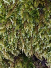 Hypnum cupressiforme