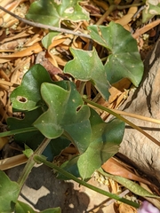 Pelargonium peltatum