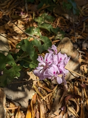 Pelargonium peltatum