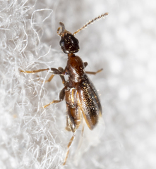 Vacusus vicinus