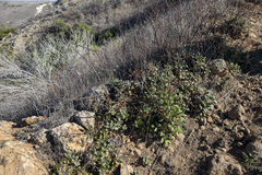 Eriogonum grande