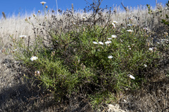 Malacothrix saxatilis implicata