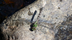 Ophiogomphus colubrinus