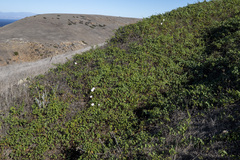 Calystegia macrostegia macrostegia