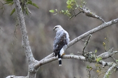 Buteo nitidus