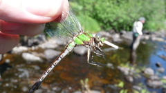 Ophiogomphus rupinsulensis