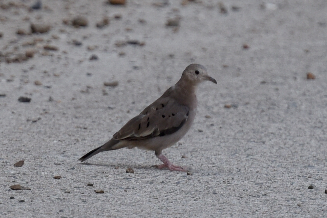 Columbina buckleyi image