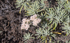 Eriogonum arborescens
