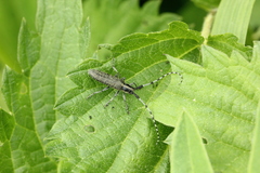 Agapanthia villosoviridescens