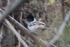 Thamnophilus bernardi