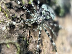 Neotama mexicana