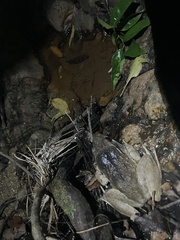 Limnonectes blythii