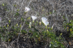 Calystegia macrostegia macrostegia