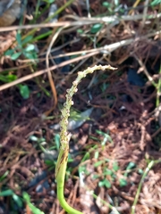 Pontederia cordata