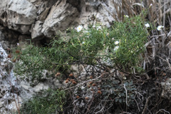 Malacothrix saxatilis implicata