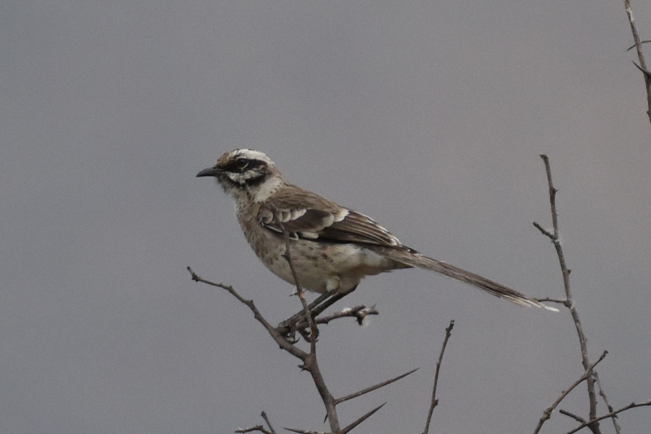 Mimus longicaudatus image
