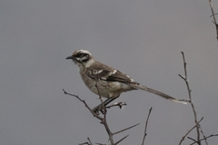 Mimus longicaudatus