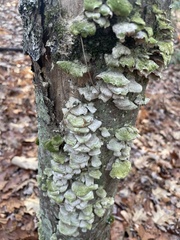 Cerrena unicolor