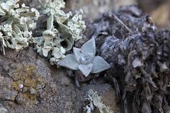 Dudleya greenei