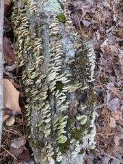 Cerrena unicolor