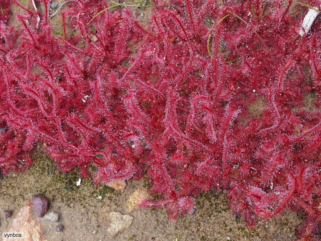 Drosera alba, Blomfontein, South of Nieuwoudtville