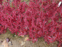 Drosera alba