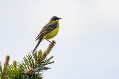 Motacilla flava thunbergi