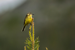 Motacilla flava thunbergi