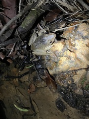Limnonectes blythii