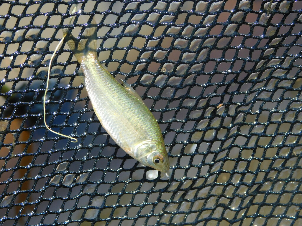 Cyphocharax spilotus