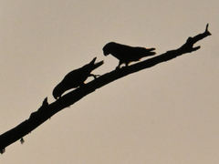 Poicephalus robustus