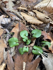 Ranunculus abortivus