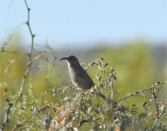 Toxostoma crissale