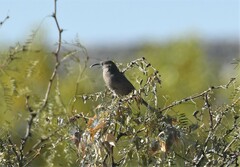 Toxostoma crissale