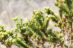 Aspalathus cordata