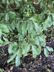 Syzygium cumini