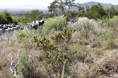 Aspalathus cordata