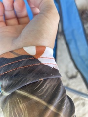 Pseudomyrmex simplex