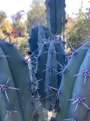Myrtillocactus