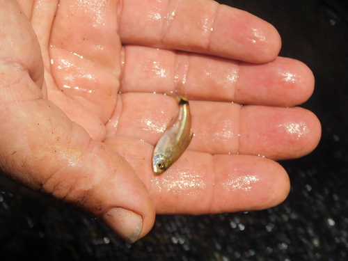 Tetra (Odontostilbe pequira) — Characidae — 5