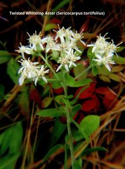 Sericocarpus tortifolius