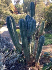 Myrtillocactus