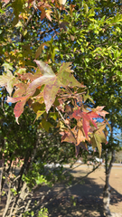 Liquidambar styraciflua
