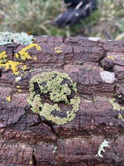 Hypocenomyce scalaris