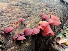 Auricularia angiospermarum