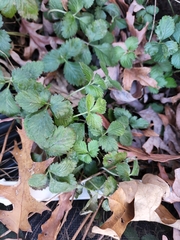 Potentilla indica