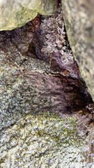 Grapsus