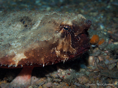 Ogcocephalus nasutus