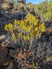 Pteronia fasciculata