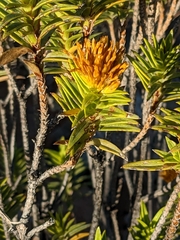 Pteronia fasciculata